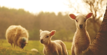 ovejas pequeñas
